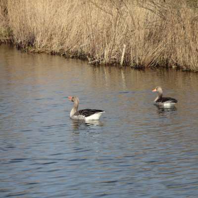 Reeuwijkse Plassen Fietstocht - Green Cow Bike Tours