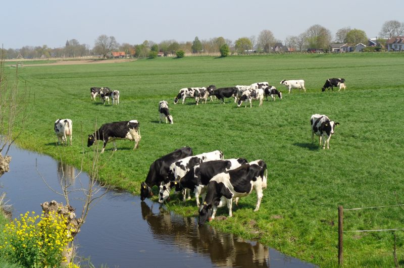 Gouda Holland Classic - Green Cow Bike Tours